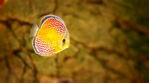 神仙魚產卵幾天孵化|七彩神仙魚 孵化過程 超高清 Discus fish